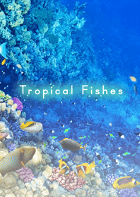 Tropical Fishes