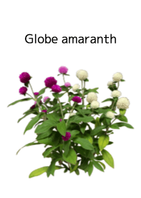 A lot of globe amaranth (Japanese ver)