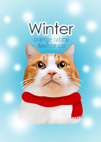Winter orange tabby & white cat