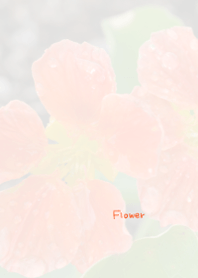 Flower Theme 9