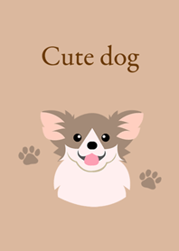 可愛的長毛吉娃娃犬