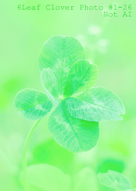 6leaf Clover Photo#1-26Not AI