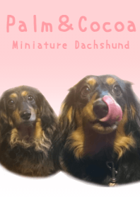 ミニチュアダックスの パルム＆ココア