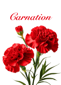 "Carnation vol.7" theme