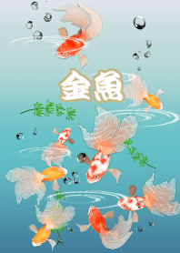 The world of goldfish