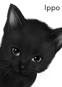 いっぽ用可愛い黒猫子猫