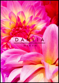 DAHLIA flower -PINK PURPLE- 3