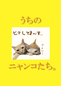 うちのニャンコたち。@ペットグランプリ