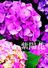 カラフル紫陽花