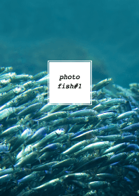 PHOTO-FISH#1