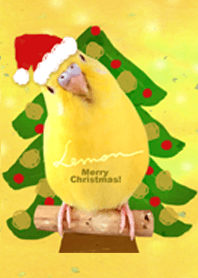 budgerigar Lemon "Merry Christmas"