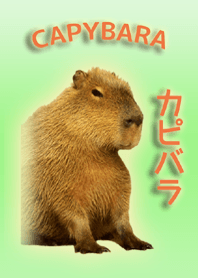 CAPYBARA!
