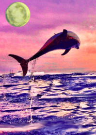 lucky sunset moon dolphin