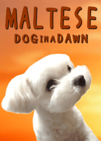 maltese dog in a dawn.