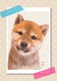 しばいぬハナコのきせかえ 16【柴犬写真】