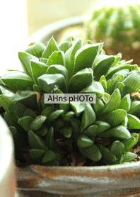 ahns photo_09