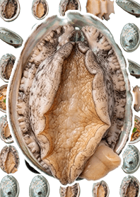 Ação ao vivo de Abalone Tema branco