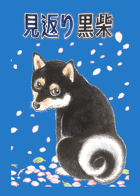 Black Shiba turning around