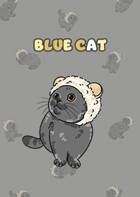 bluecat2 - dim grey