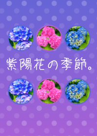 紫陽花の季節。