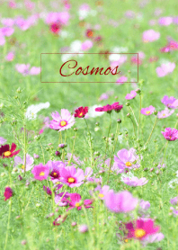 -- Cosmos -- 43