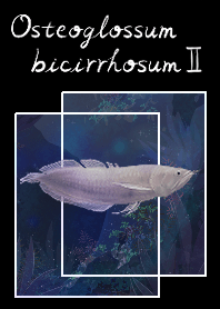 銀龍魚（Osteoglossum bicirrhosum）blue