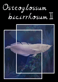 alvino silver arowana ,blue