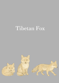 Tibetan Fox on white