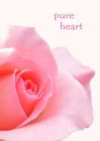 Pink Rose photo theme