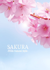Sakura-Haru-