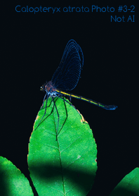 Calopteryx atrata Photo#3-2Not AI