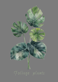 優雅觀葉植物(霧灰色)