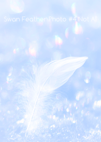 Swan Feather Photo #4-17Not AI