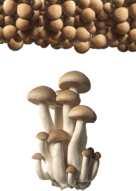 キノコが好きなあなたに「ブナシメジ」実写