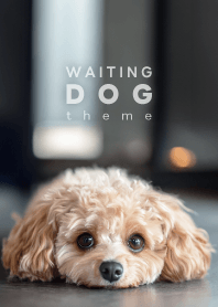WAITING DOG - Toy Poodle 02/C -