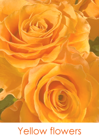 Yellow flowers-hisatoto 65