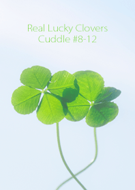 Real Lucky Clovers Cuddle #8-12