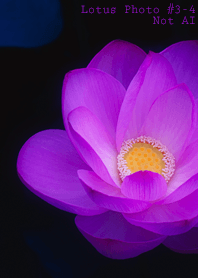Lotus Photo #3-4Not AI