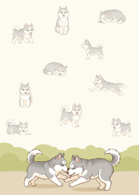 可愛快樂哈士奇.2