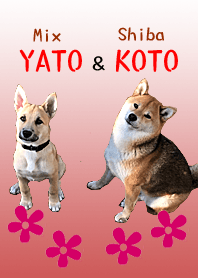Cute dogs YATO and KOTO