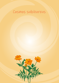 June birth flower,Cosmos sulphureus
