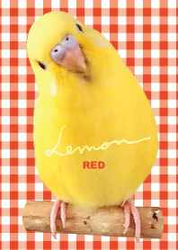 budgerigar Lemon "Checked Red"