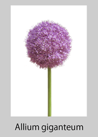 Allium Gigantum (Gigantheum)