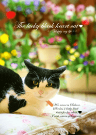 The lucky heart's cat