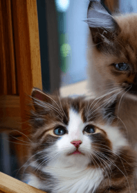 nyanko great runaway#cbhaz110