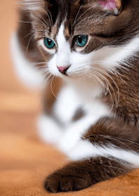 Nyanko Runaway#bwvu124