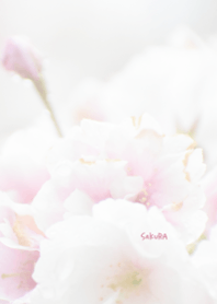 Japanese SAKURA Theme 24