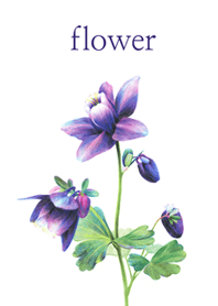 Aquilegia japonica Nakai & H.Hara