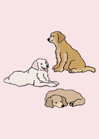 狗 金毛尋回犬_粉紅色