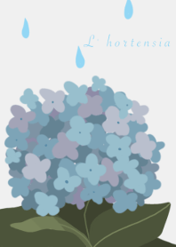 アジサイ